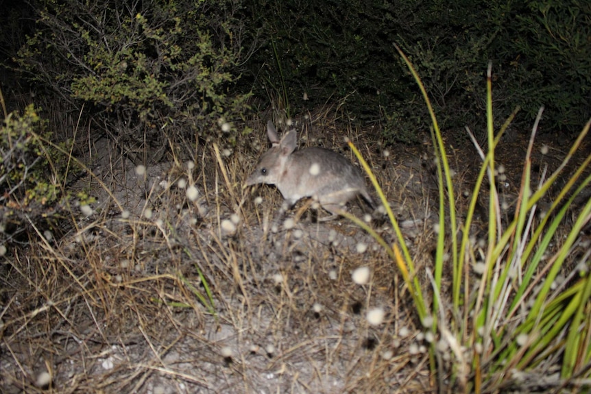 A bilby on Thistle Island.