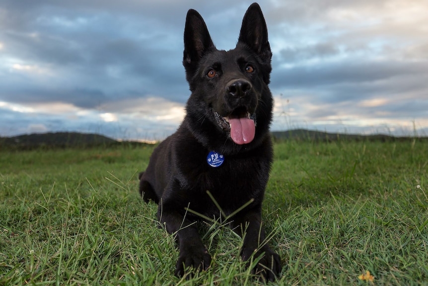 Police dog sitting on the grass with police dog tag.