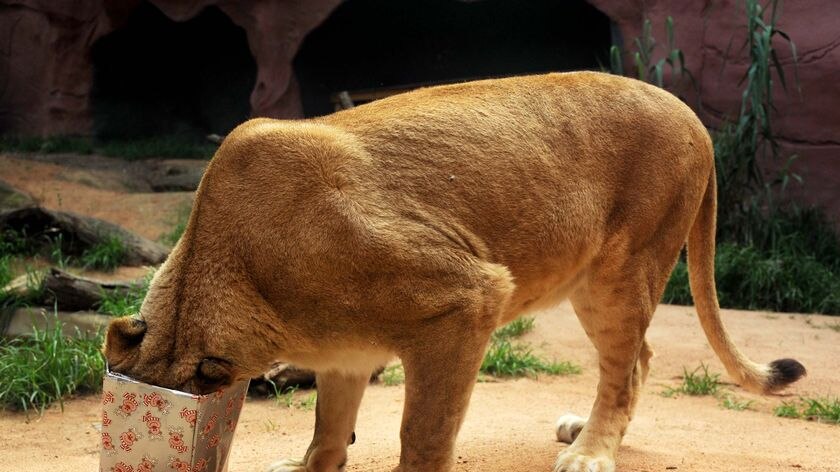 Kuchani the lion tries to look inside a Christmas present at Taronga Zoo