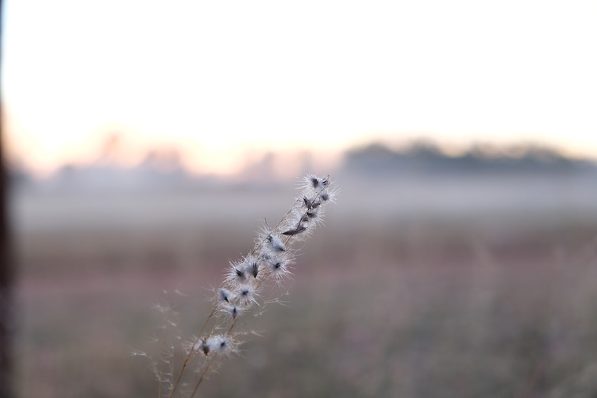 Grass seeds in focus in sunrise light