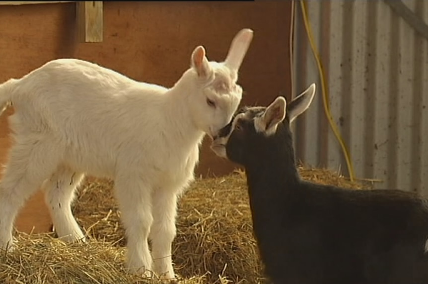 A Gunns Plains dairy farm is expanding its goat herd to keep up with demand for goats milk.