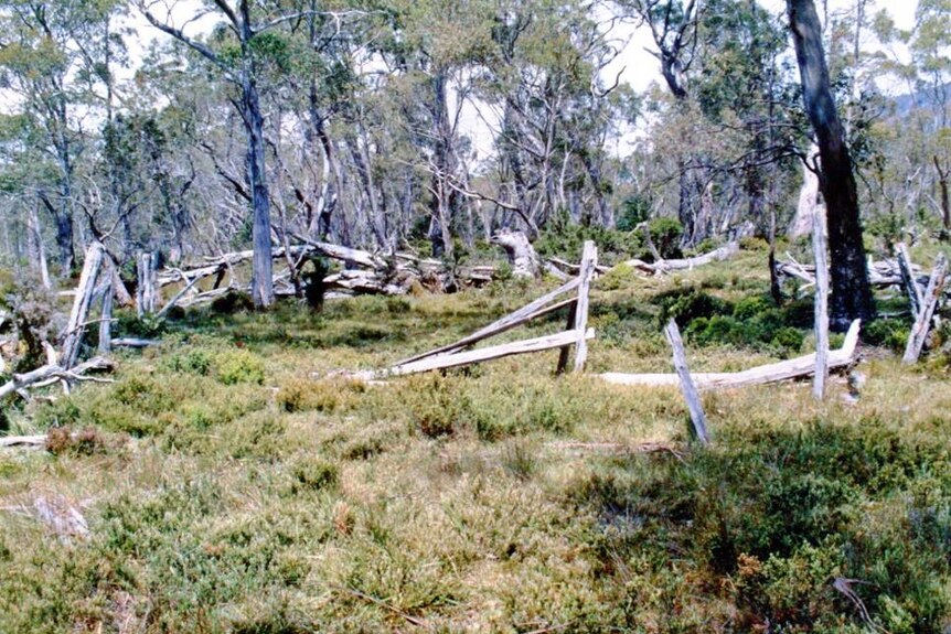 Remains of stockyard built in 1926 to hold wild cattle, 1987.