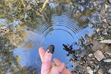 A finger is dipped into a Figtree creek but comes out covered in a dark black substance.