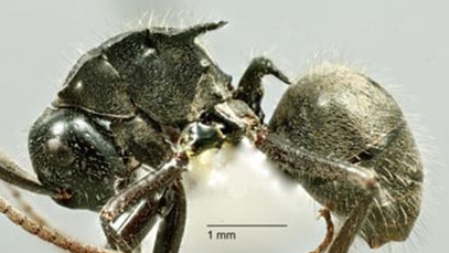 Close up image of a new species of ant which has two spines on its back.