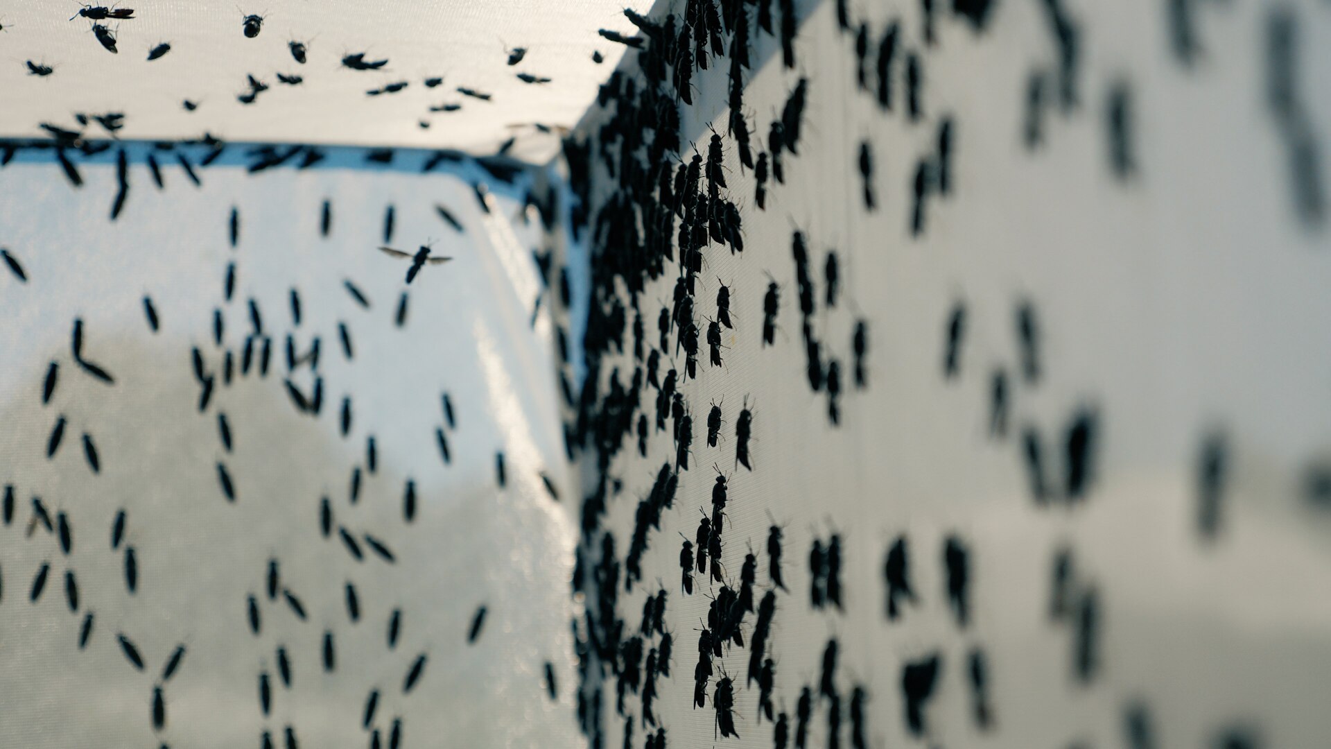Black soldier flies in an enclosure. 
