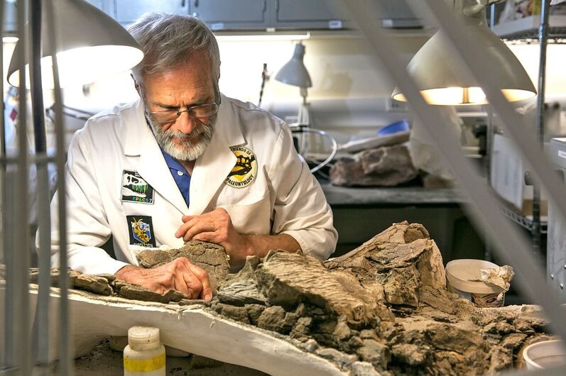 A man in a white coat looks thoughtfully at the skull of the dinosaur
