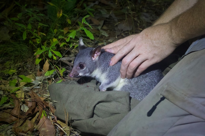 A possum is being held by human hands and looks a bit spooked. It is dark outside and they are in the bush.