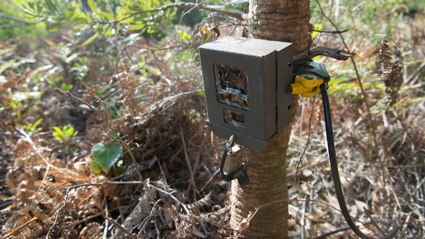 Infrared cameras have been installed on trees in Booderee National Park to monitor the quolls survival.