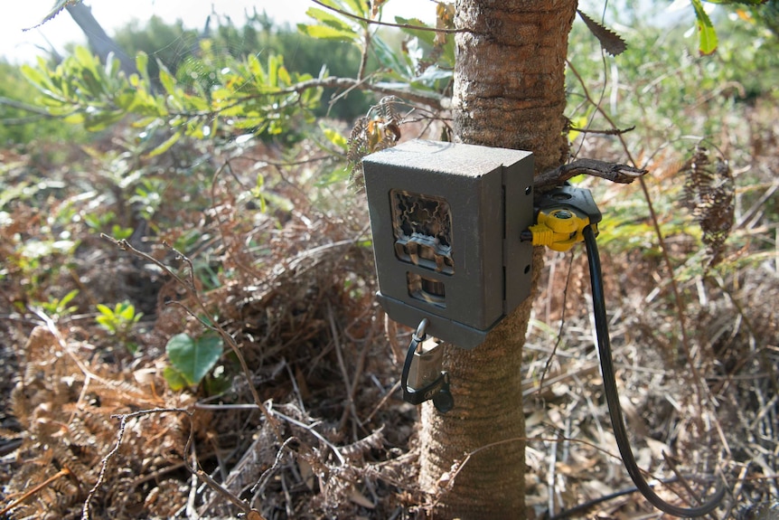 Infrared cameras have been installed on trees in Booderee National Park to monitor the quolls survival.