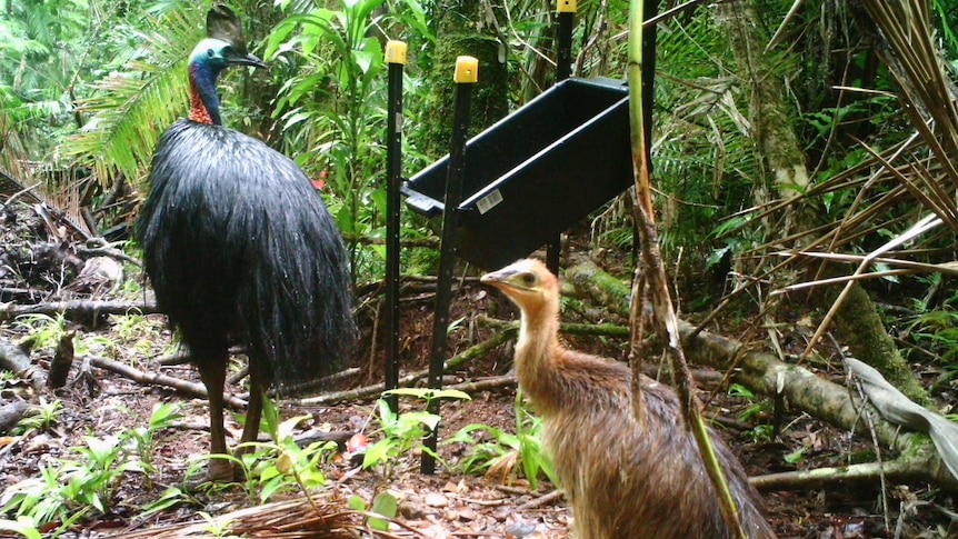 A male cassowary and its chick stand near a feeding station set up by Mr Lawton.