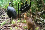 A male cassowary and its chick stand near a feeding station set up by Mr Lawton.