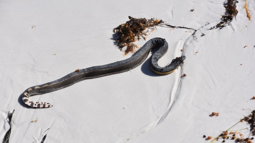 The sea snake lies on the sand