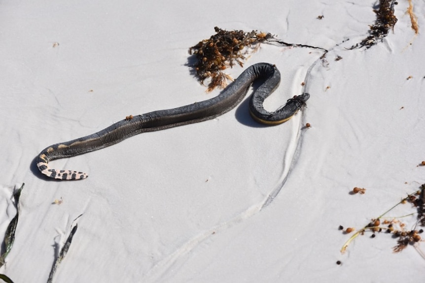 The sea snake lies on the sand