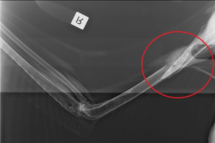 A x-ray showing a pelican's broken wing, after it was attacked at St Albans in Melbourne's north.
