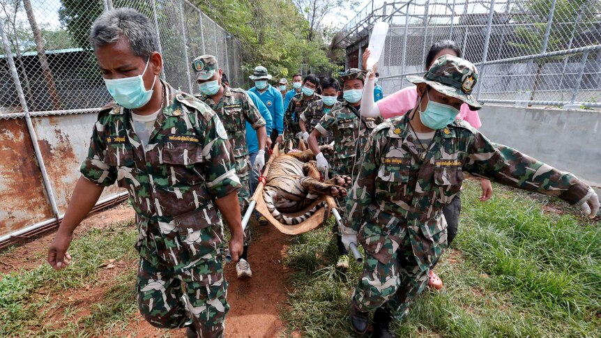 A sedated tiger is stretchered as officials continue moving live tigers from the controversial Tiger Temple.
