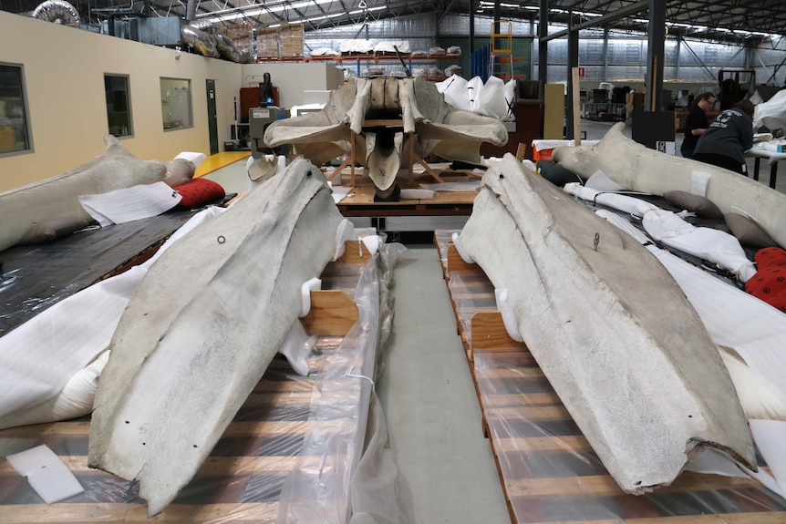 The front skull and other bones of the whale in a workshop.