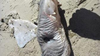 A person's hand points to the head of a mutilated tiger shark on a beach.