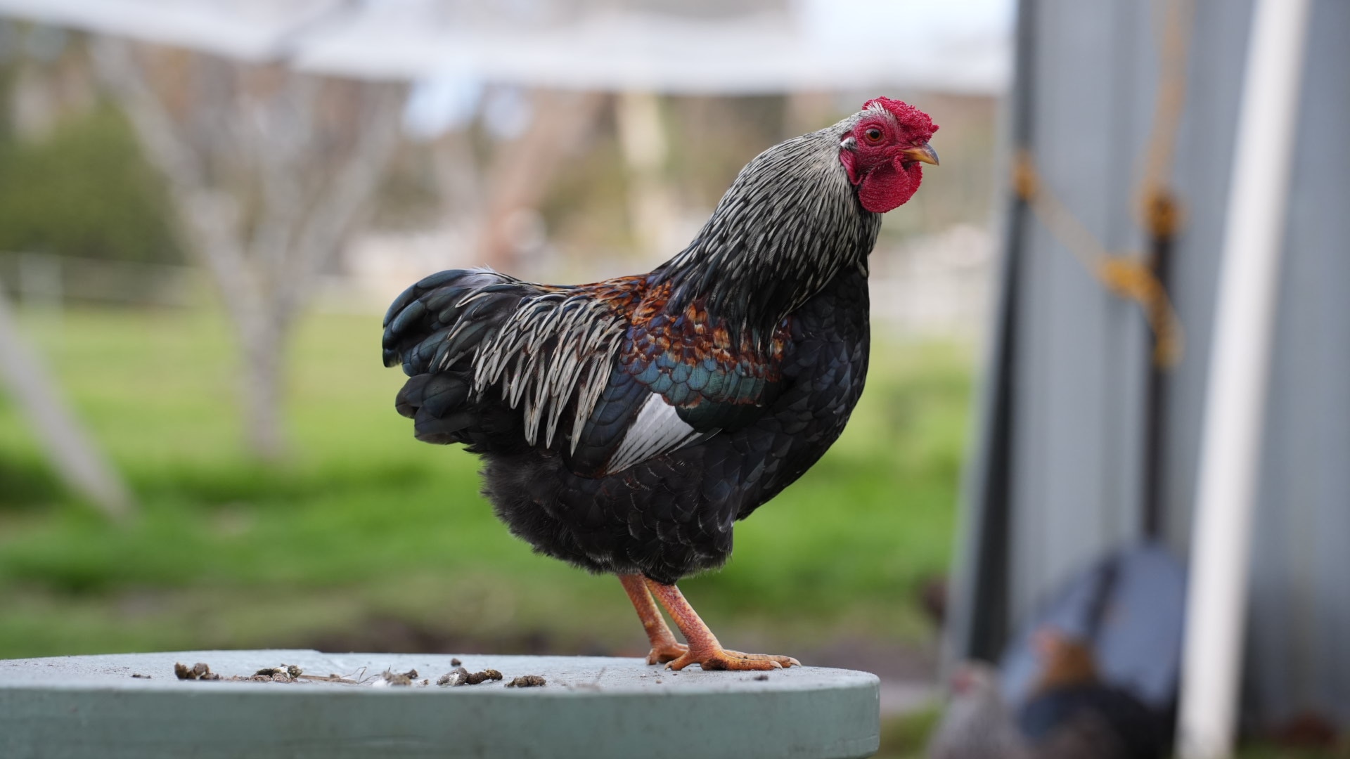 Generic pic for bird flu