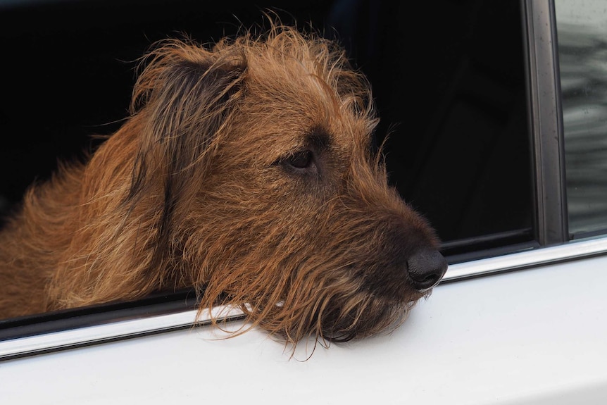 Irish terrier Connor looks out a car window