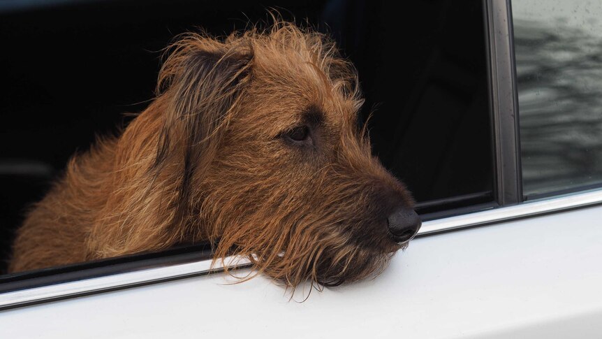 Irish terrier Connor looks out a car window