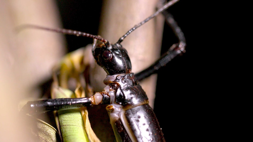 An extreme close up of the Lord Howe Island stick insect, similar in colour to a cockroach but long and thin.