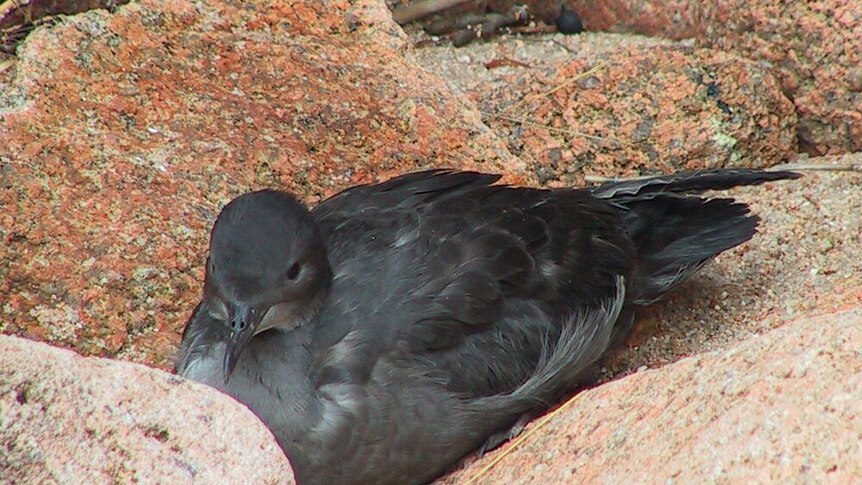 Short-tailed shearwaters on sand dunes at Phillip Island.