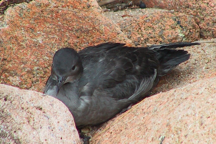 Short-tailed shearwaters on sand dunes at Phillip Island.