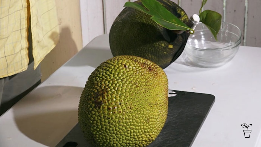 Large lumpy lime-green coloured fruit on chopping board