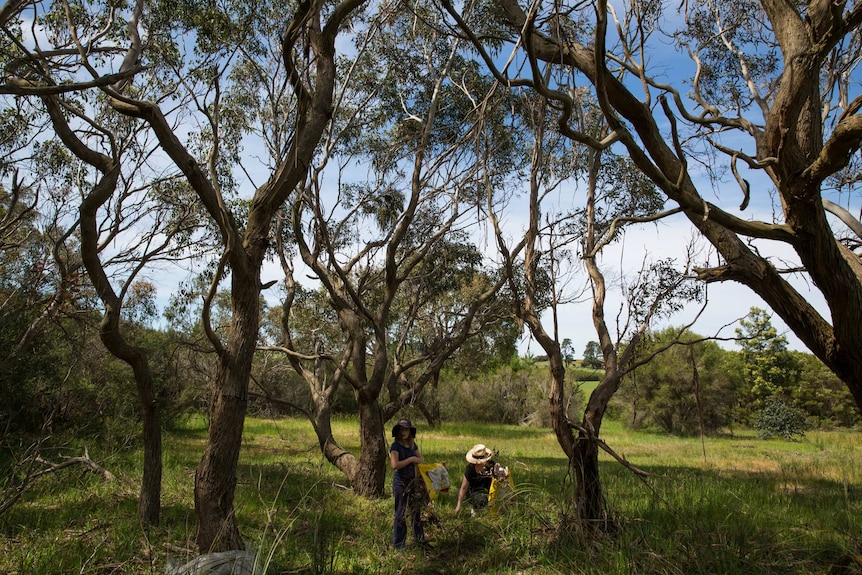 Teacher Anita Harding crouches, a student beside her, picking up sticks and putting them into bags.