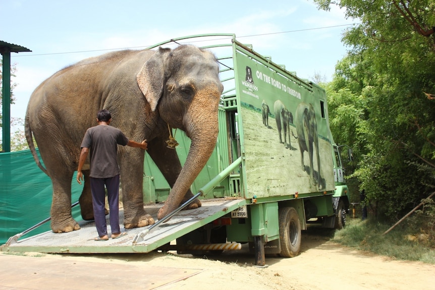 Elephant moves down ramp off truck