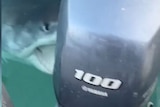 A large shark swims up next to boat motor with jaws open in a screengrab from a video.