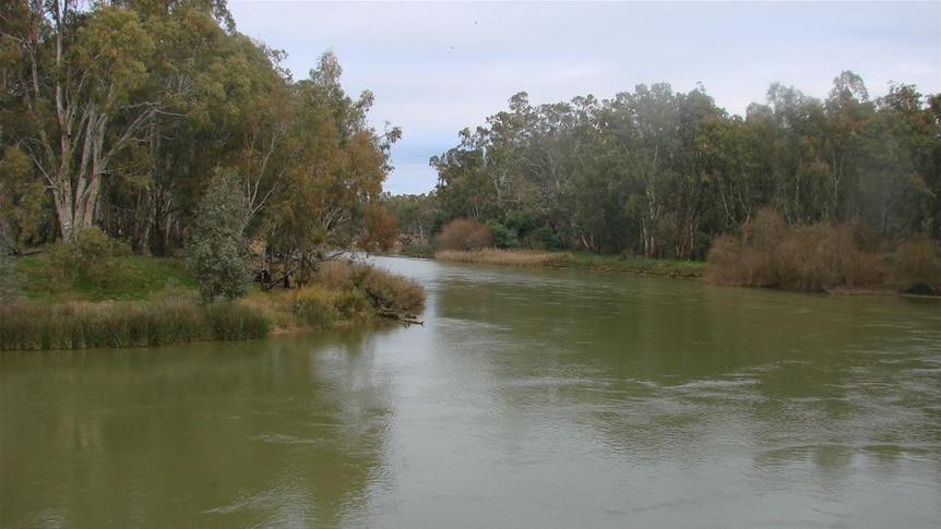 New Riverland conservation park to protect endangered parrots