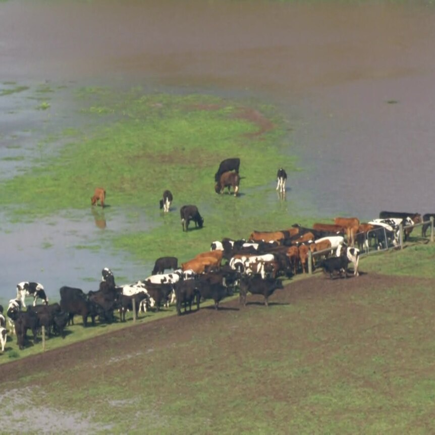 Cows surrounded by floodwaters.