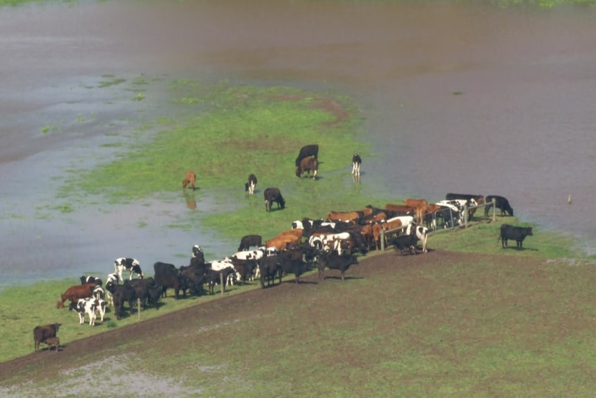 Cows surrounded by floodwaters.