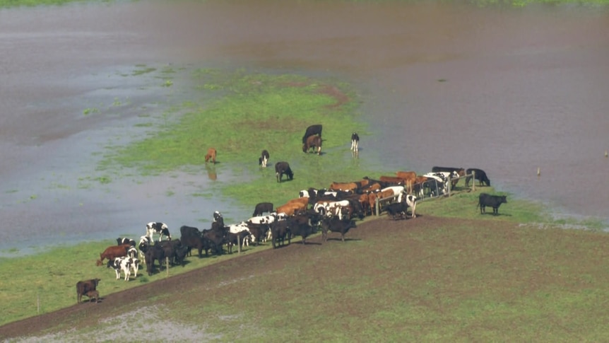 Cows surrounded by floodwaters.