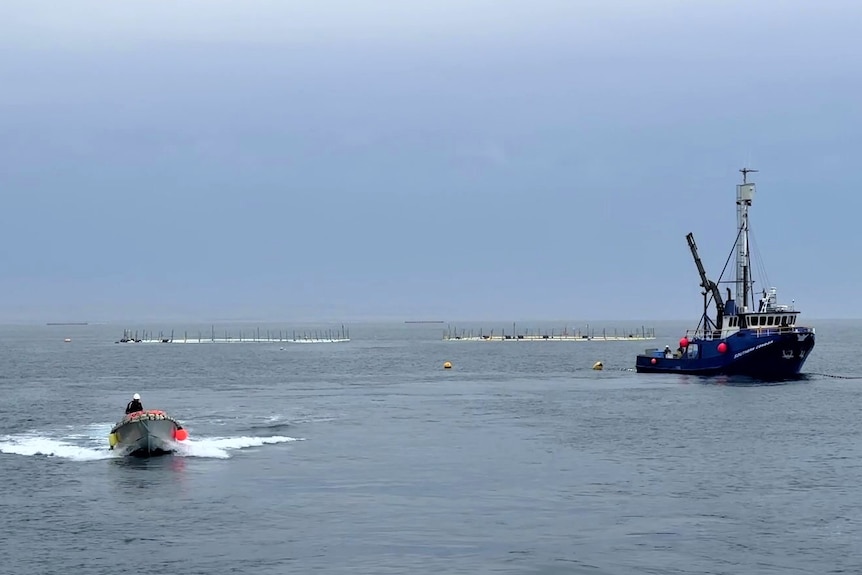 A speed boat on the left and a tuna fishing boat on the right at sea with tuna farm round cages in background