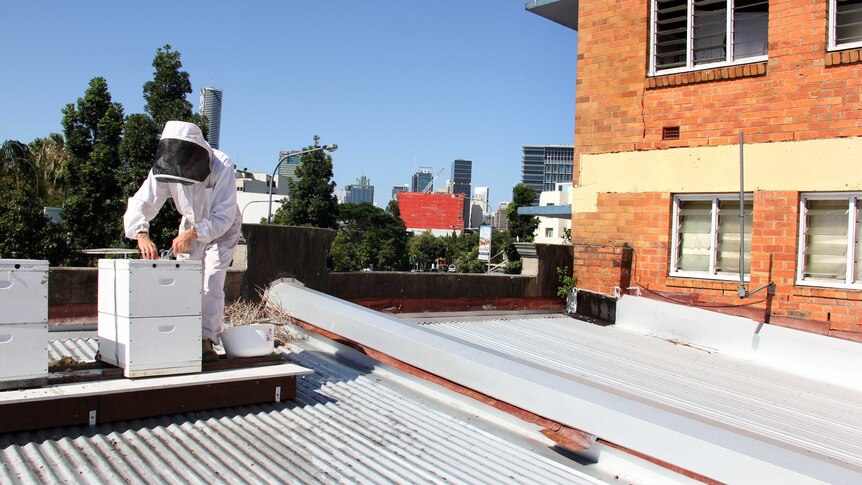 Apiarist Jack Stone prepares to inspect the two beehives on the rooftop of the Gunshop Cafe.