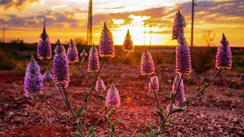 A pink native flower at sunset.