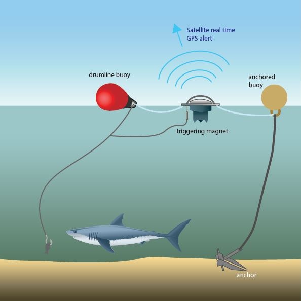 A cartoon diagram showing a shark and drumlines in the ocean