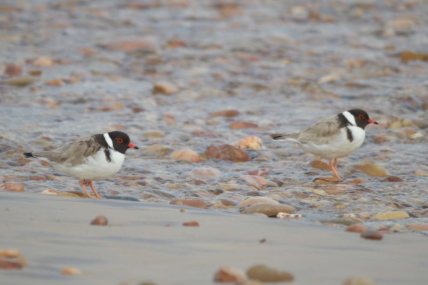 Two birds on a rocky beach