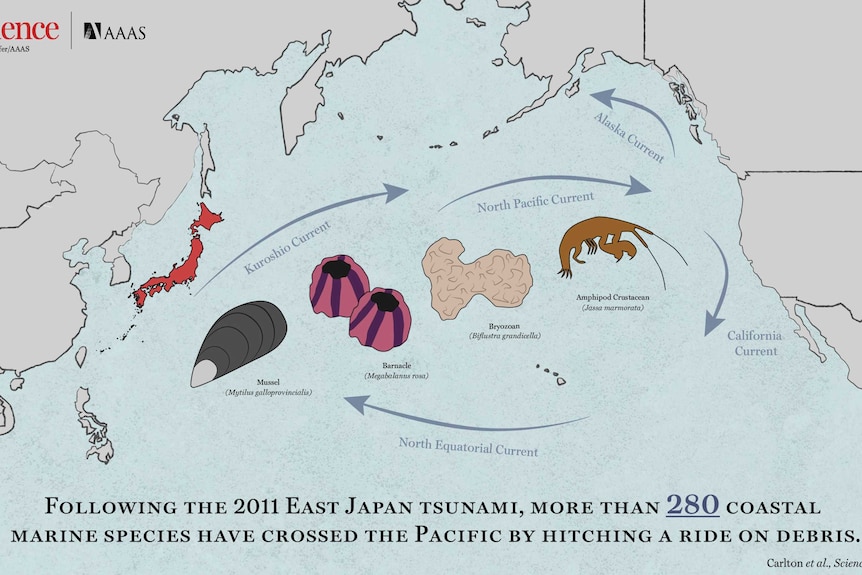 ***EMBARGOED UNTIL 0400 AEST FRI 29 SEPT***JAPAN TSUNAMI MAP***IMAGE PROXY