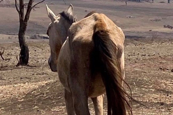 A horse walks away from the camera, it appears underweight at a Toowoomba property.