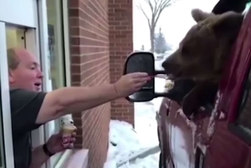 A brown bear pokes its head out a truck window and eats ice cream from a spoon.