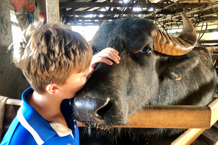 A boy hugs a buffalo bull.