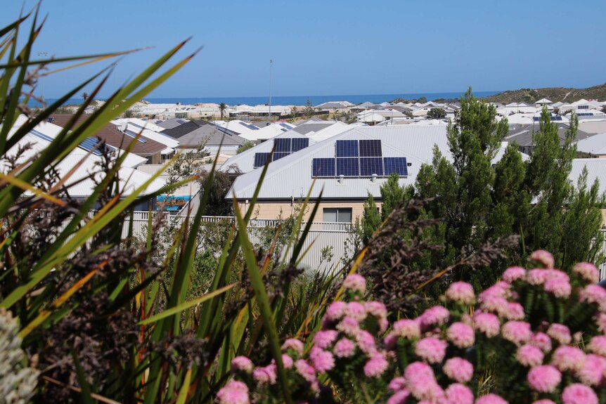 Houses with solar panels on the roofs, with shrubs and flowers in the foreground.