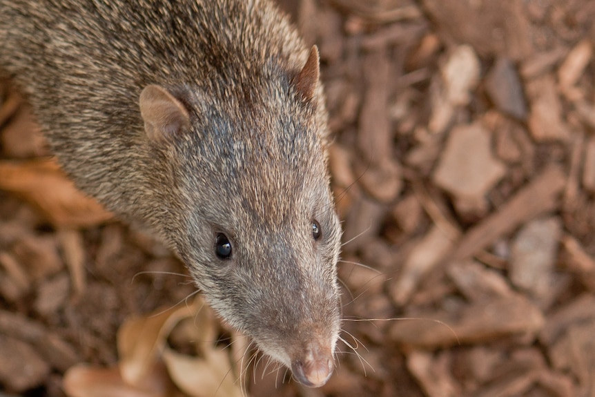 A brown sleek faced marsupial with rat-like features