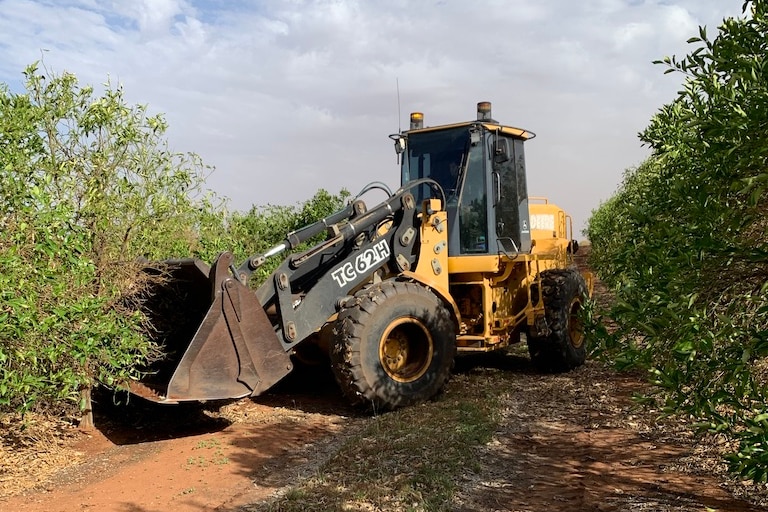 Yellow farm machinery removing citrus trees 