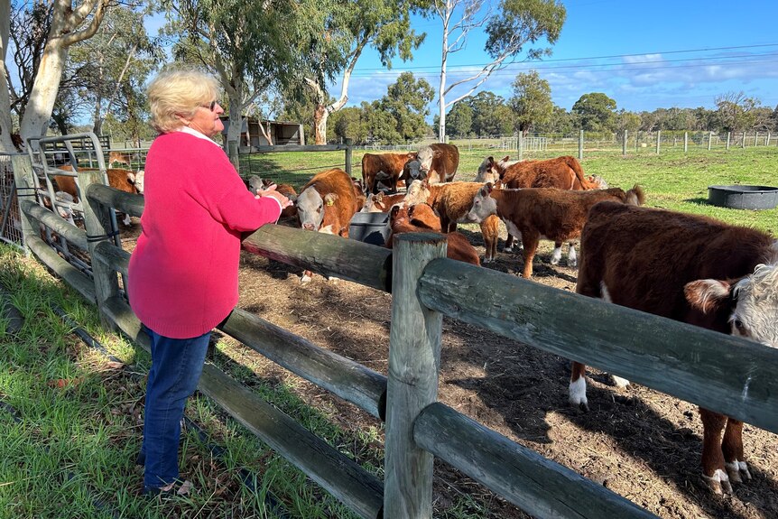 An older lady in a pink jumper stands next to a fence with a herd of cows on the other side