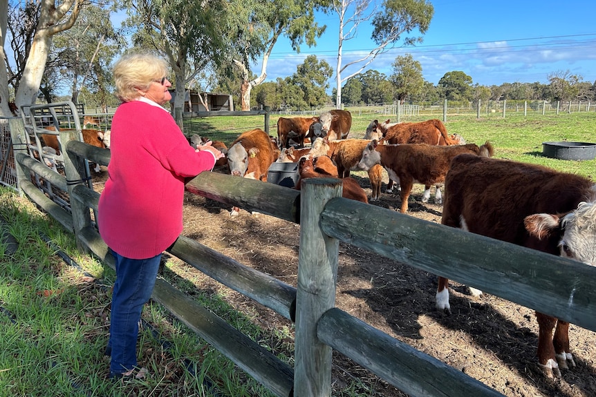 An older lady in a pink jumper stands next to a fence with a herd of cows on the other side