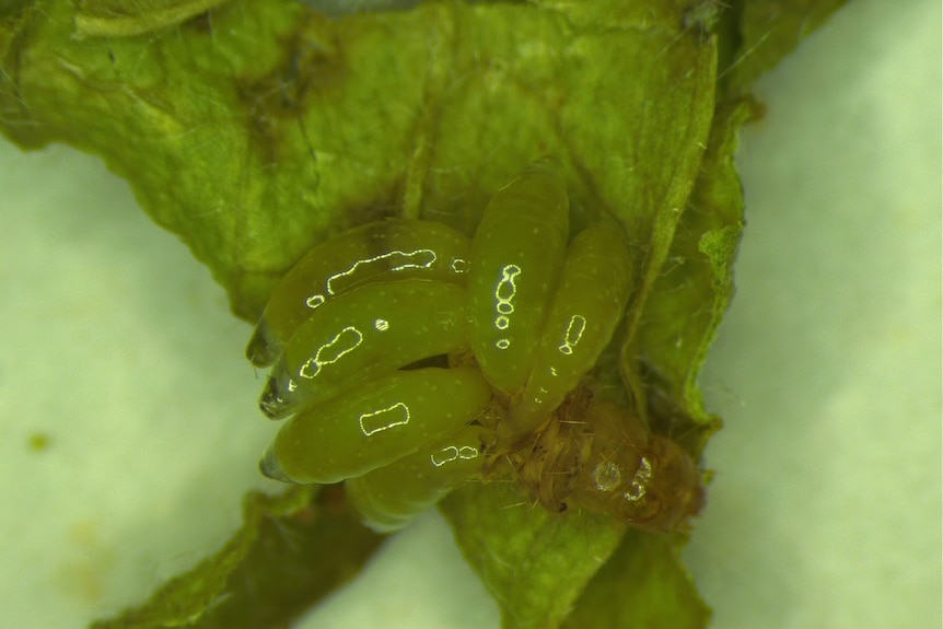 Wasp larvae cluster on a light brown apple moth.